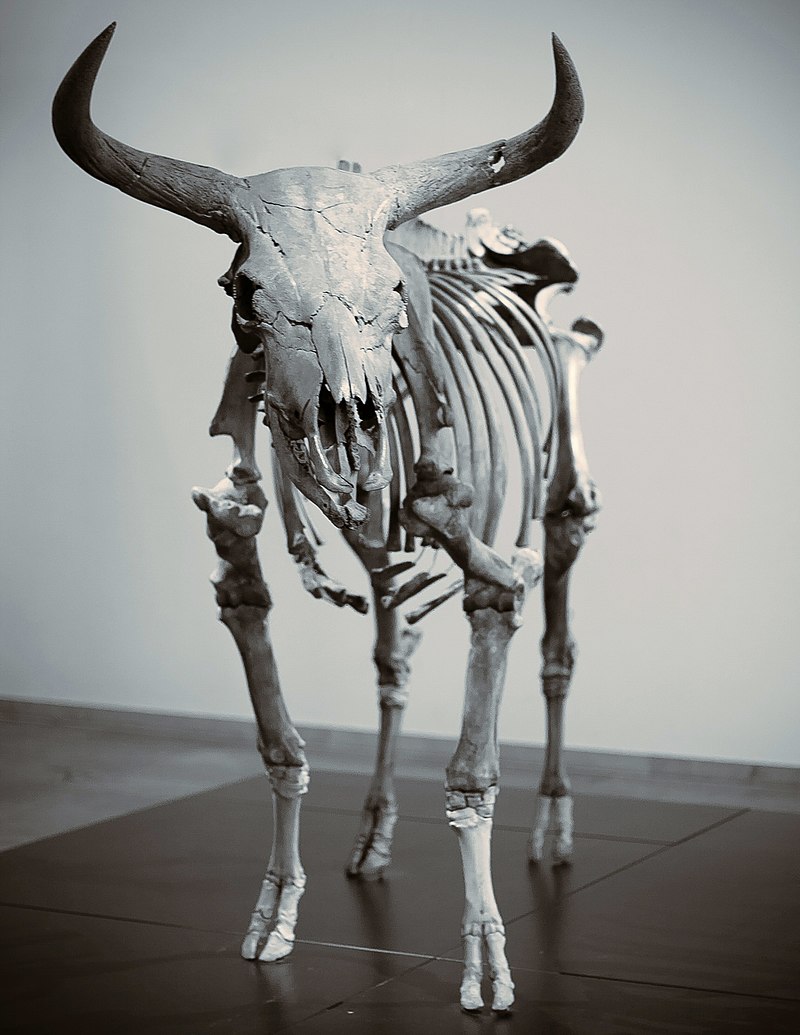 Auroch skeleton Copenhagen